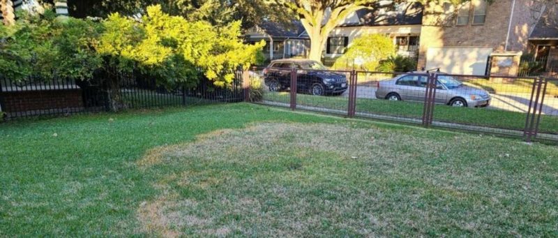 Brown Patch Treatment for Houston Lawns