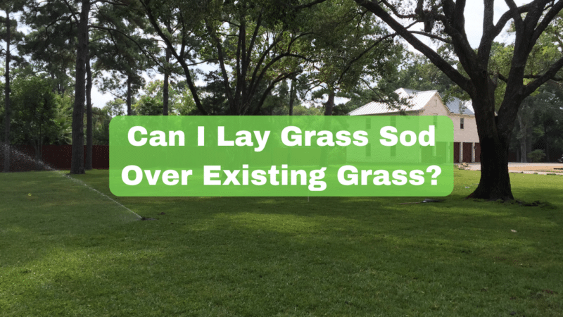Can I Lay Grass Sod Over Existing Grass