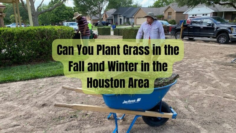 Can You Plant Grass Sod in the Fall and Winter in the Houston Area