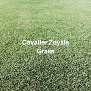 Cavalier Zoysia Grass - Houston Grass