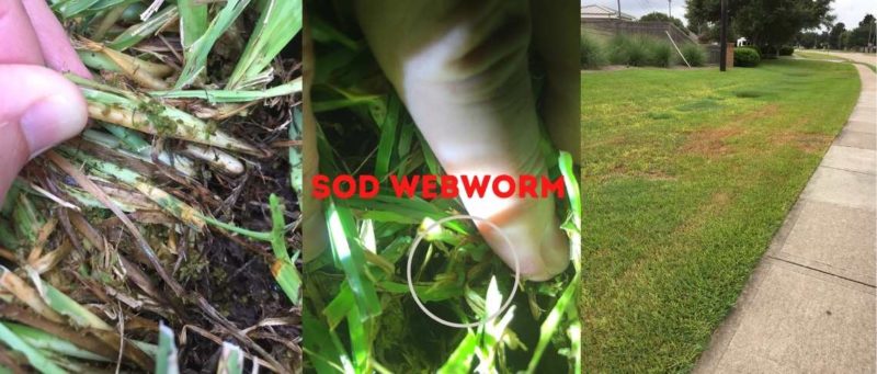 Sod Webworms