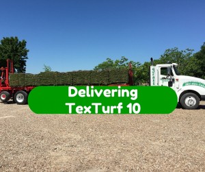 Delivering TexTurf 10 Bermudagrass