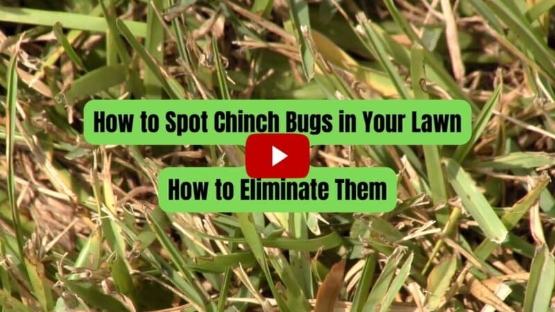 How to Spot Chinch Bugs in Your Lawn and How to Eliminate Them