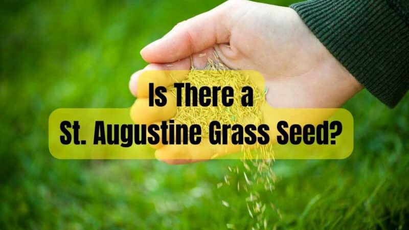 Is There a St. Augustine Grass Seed