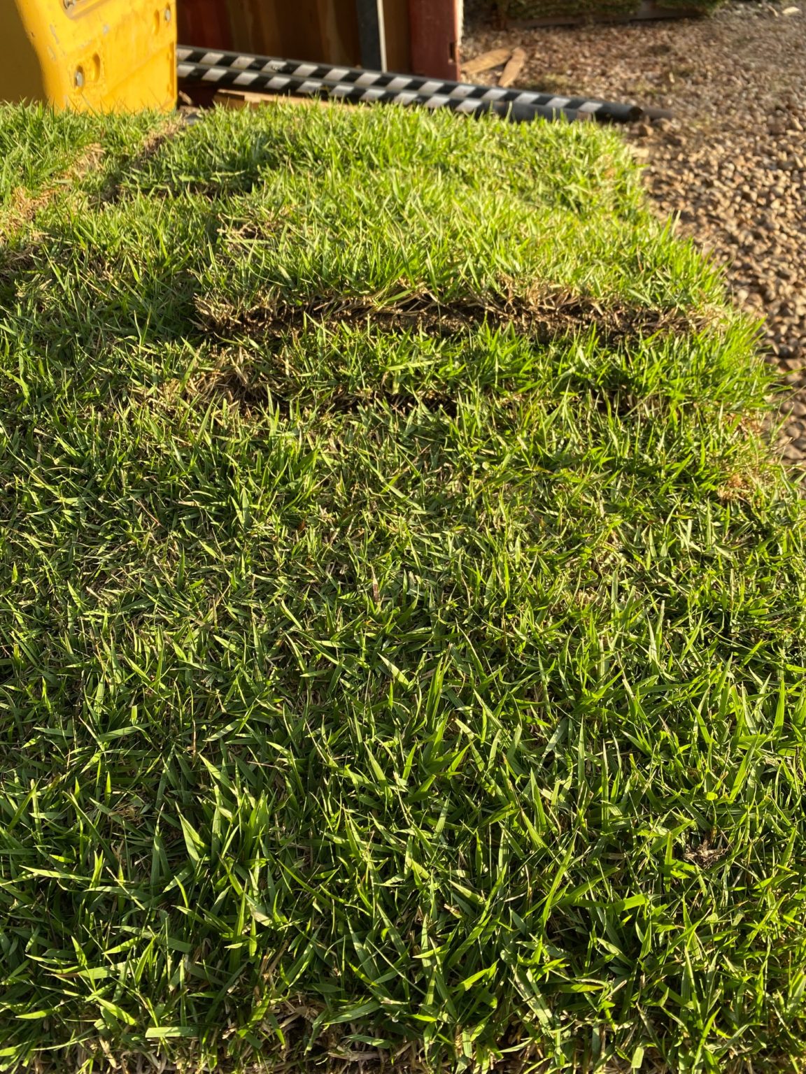 best-grass-types-for-houston-sugar-land-missouri-city-pearland