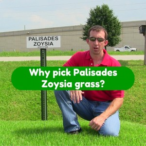 Why Pick Palisades Zoysia grass
