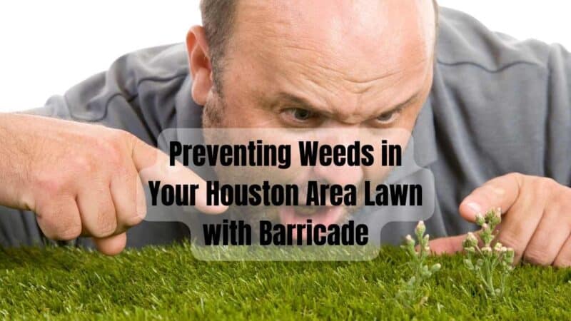 Preventing Weeds in Your Houston Area Lawn with Barricade Pre Emergent