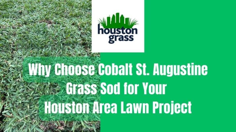 Why Choose Cobalt St. Augustine Grass Sod for Your Houston Area Lawn Project