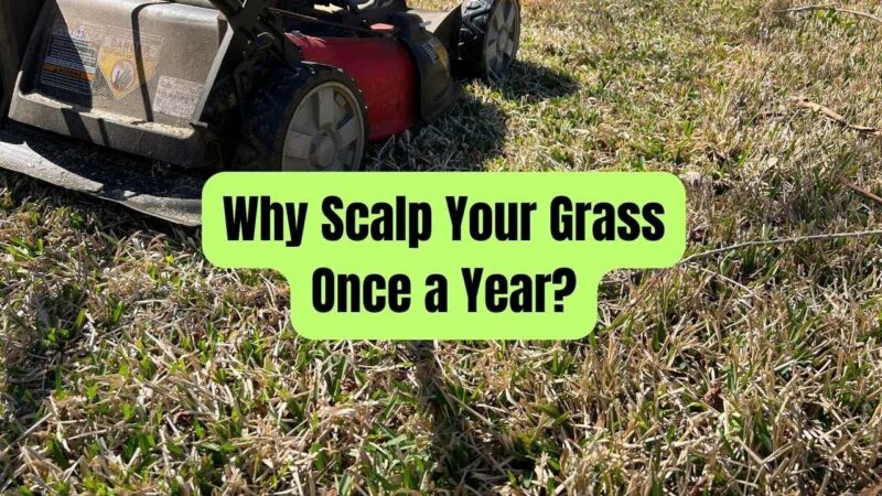 Why Scalp Your Grass Once a Year