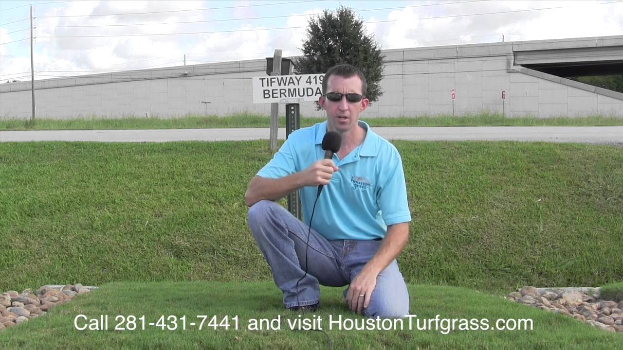 Why Pick Tifway 419 Bermudagrass Houston Grass South