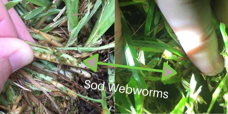 Sod Webworm Treatment - Houston Grass