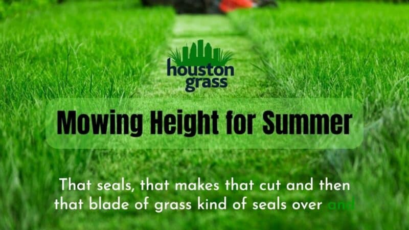 Change Your Mowing Height for Summer